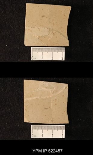 undet. Hymenoptera