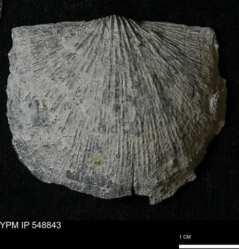 Stropheodonta demissa