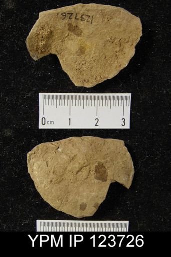Stropheodonta major