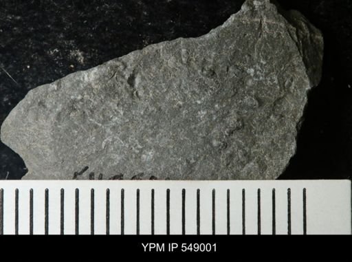 undet. Ostracoda