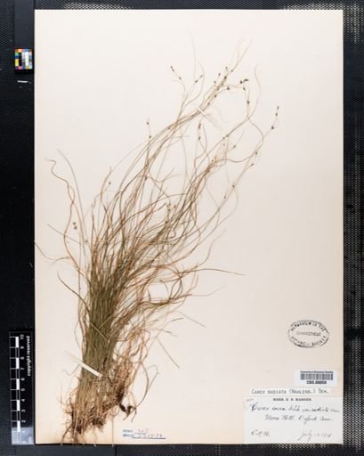 Carex radiata