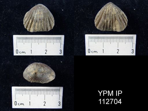 Rhynchotrema capax