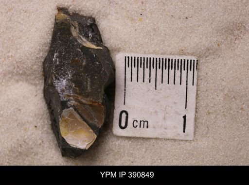 Baculites sp.