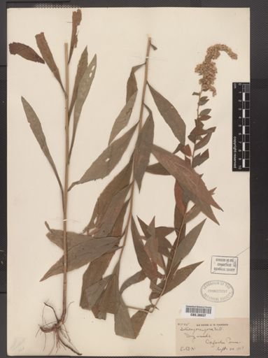 Solidago rugosa