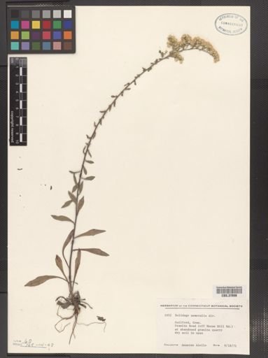 Solidago nemoralis