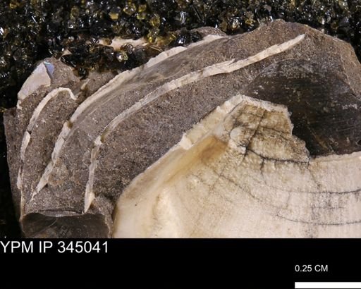 Limopsis striatopunctatus