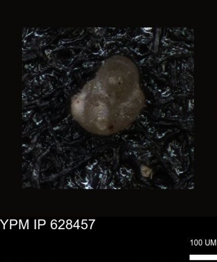 undet. Foraminiferida