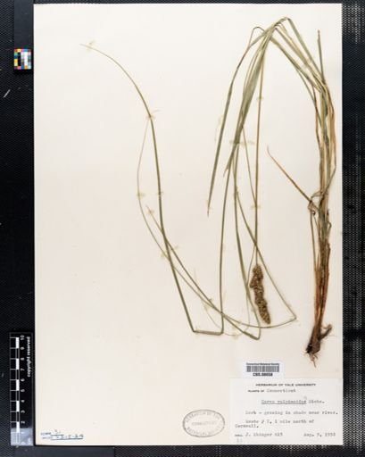 Carex