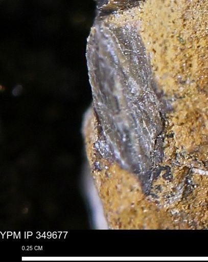 undet. Mollusca