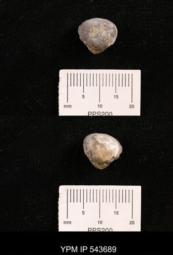 Protocardia sp.