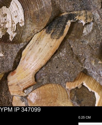 Limopsis striatopunctatus