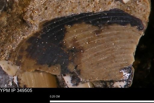 Limopsis striatopunctatus