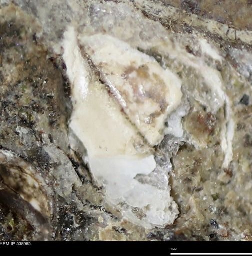 undet. Bivalvia