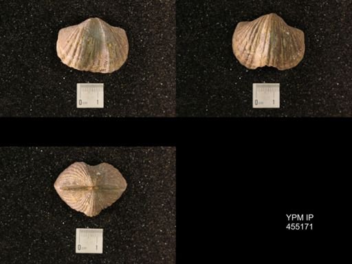 Platystrophia ponderosa