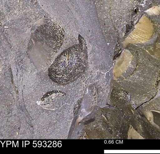 undet. Mollusca