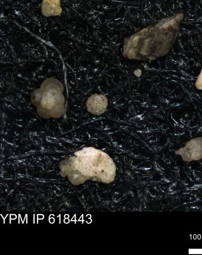 undet. Foraminiferida