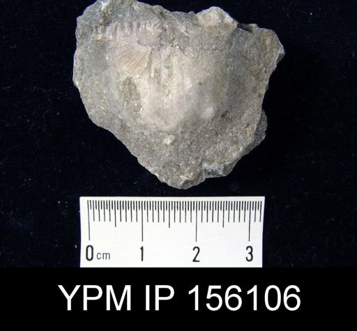 Strophomena planocorrugata