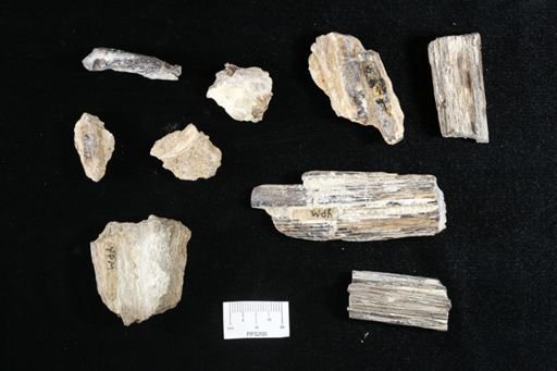 undet. Actinopterygii