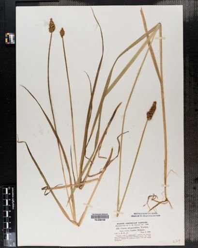 Carex alopecoidea
