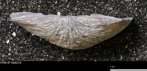 Stropheodonta demissa