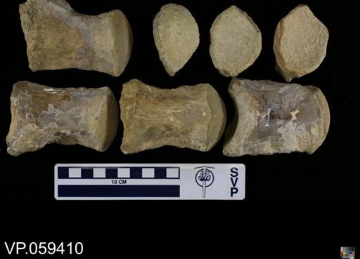undet. Mosasauridae