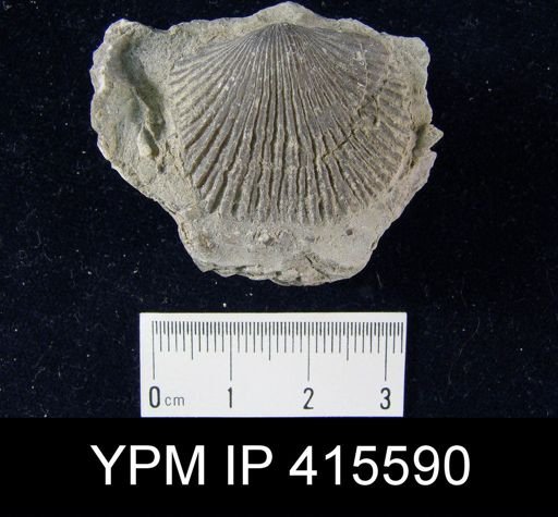 Dinorthis sp.