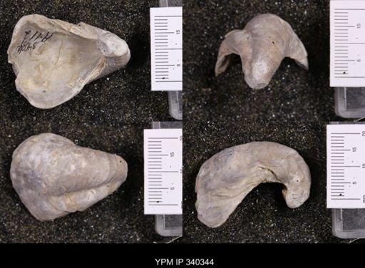 Gryphaea marcoui