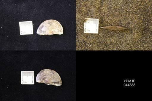 Sphenodiscus lenticularis