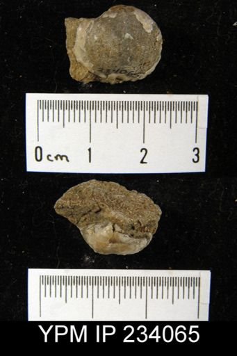 Marginifera wabashensis