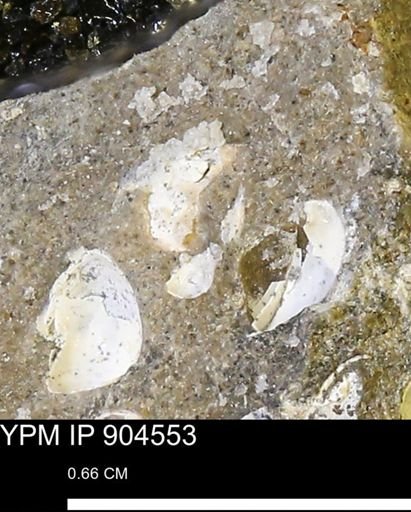 undet. Bivalvia