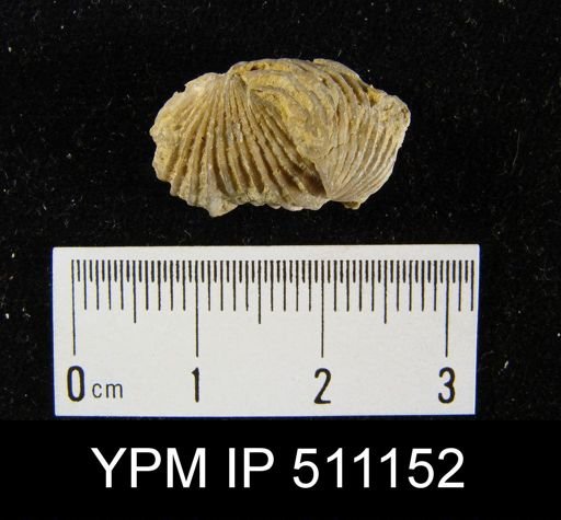 Rhynchotrema?
