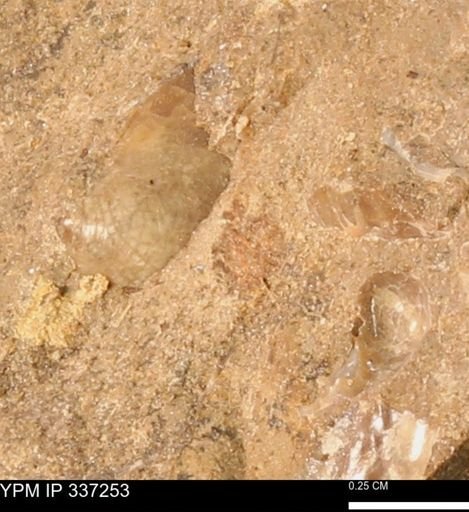 undet. Bivalvia