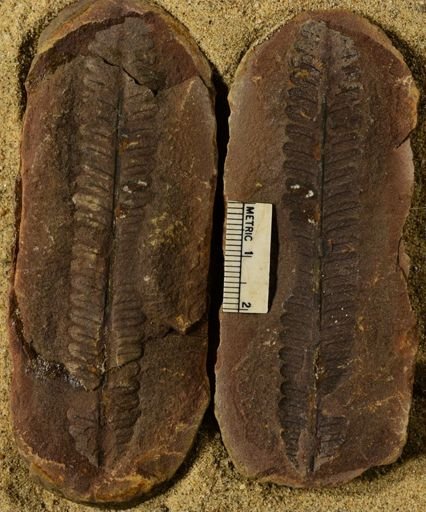 Pecopteris