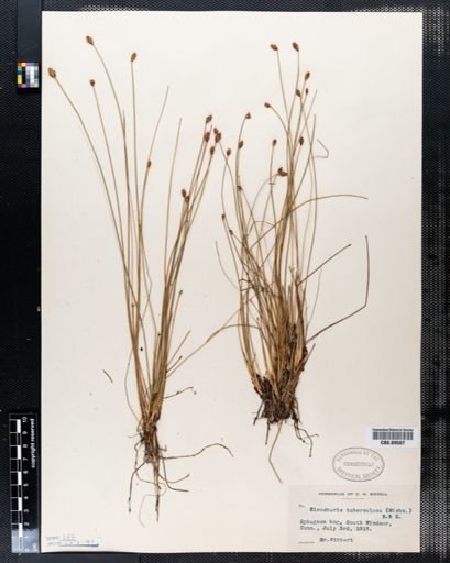 Eleocharis tuberculosa
