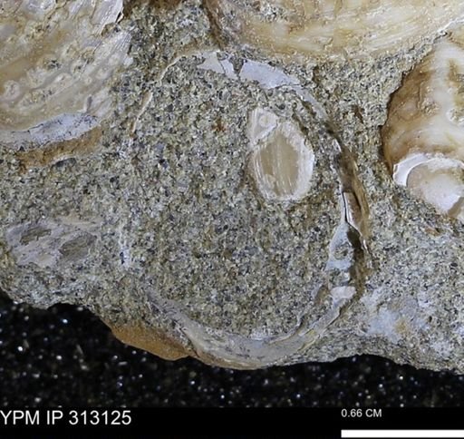 Corbicula
