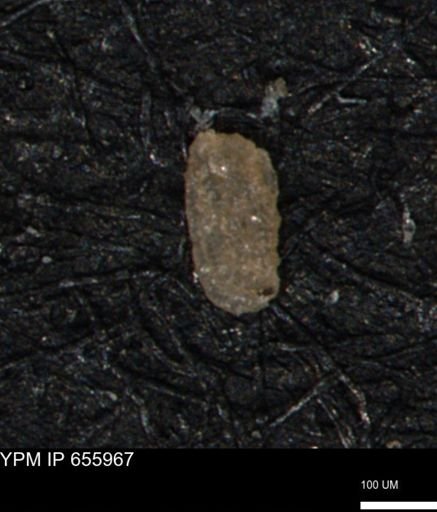 Miliammina manitobensis