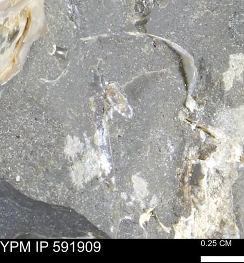 Mollusca