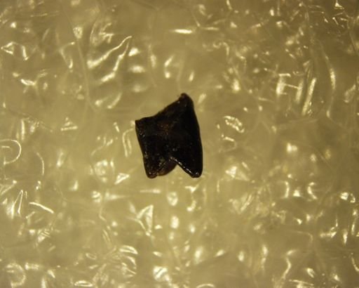 Gelastops sp.