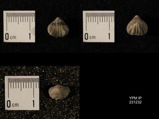 Wellerella osagensis