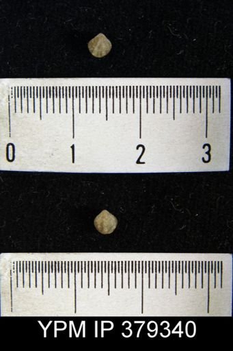 Spirifer radiatus
