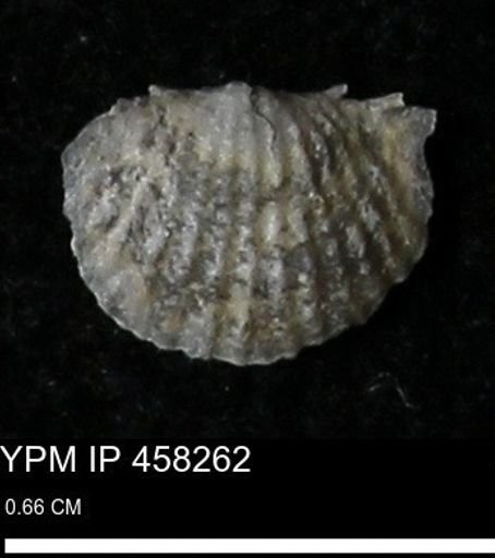 Chonetes mucronatus