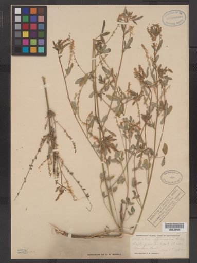 Melilotus officinalis