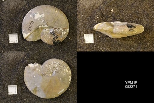 Discoscaphites conradi