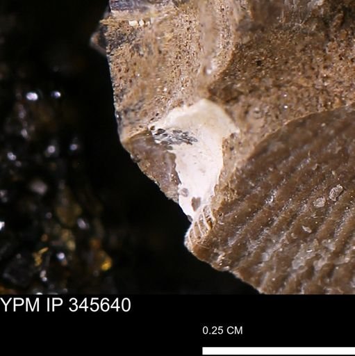 undet. Bivalvia