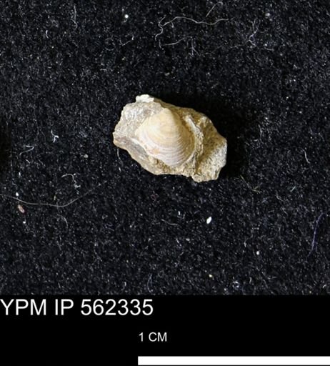 Limopsis striatopunctatus
