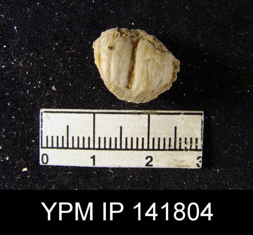 Marginifera typica