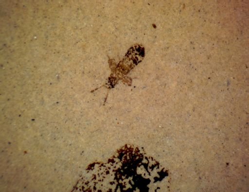 undet. Staphylinidae