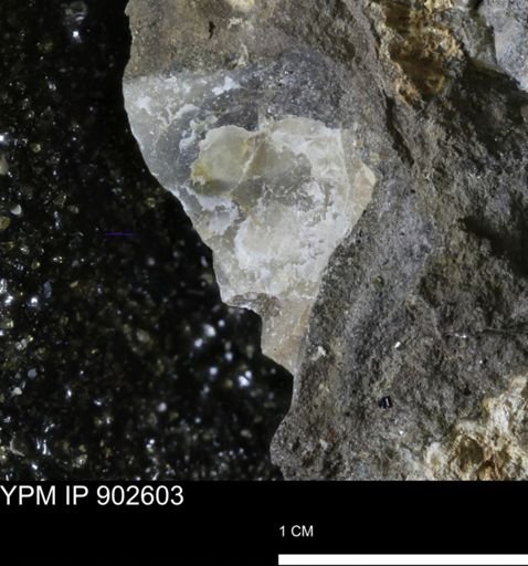 undet. Inoceramidae