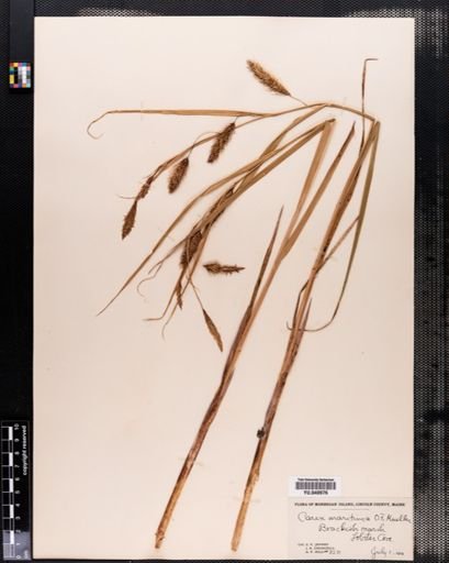 Carex