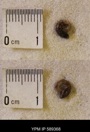 undet. Scaphitidae